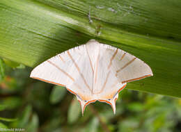 Image of Ourapteryx claretta Holloway 1982