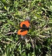 Image of Acraea insignis Distant 1880