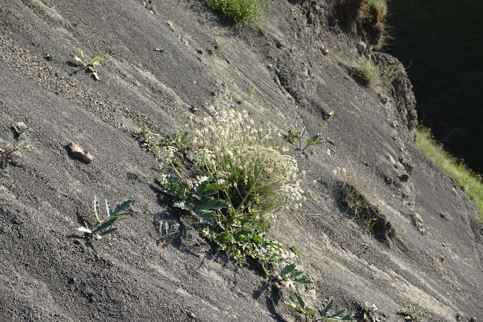 Image of Heracleum grandiflorum Stev. ex Bieb.