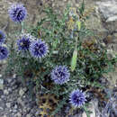 Image de Echinops ritro subsp. siculus (Strobl) Greuter