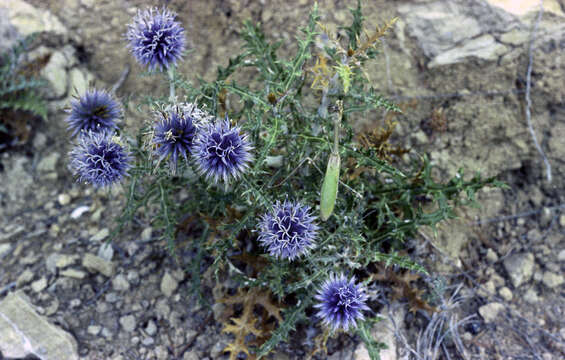 Image of Echinops ritro subsp. siculus (Strobl) Greuter