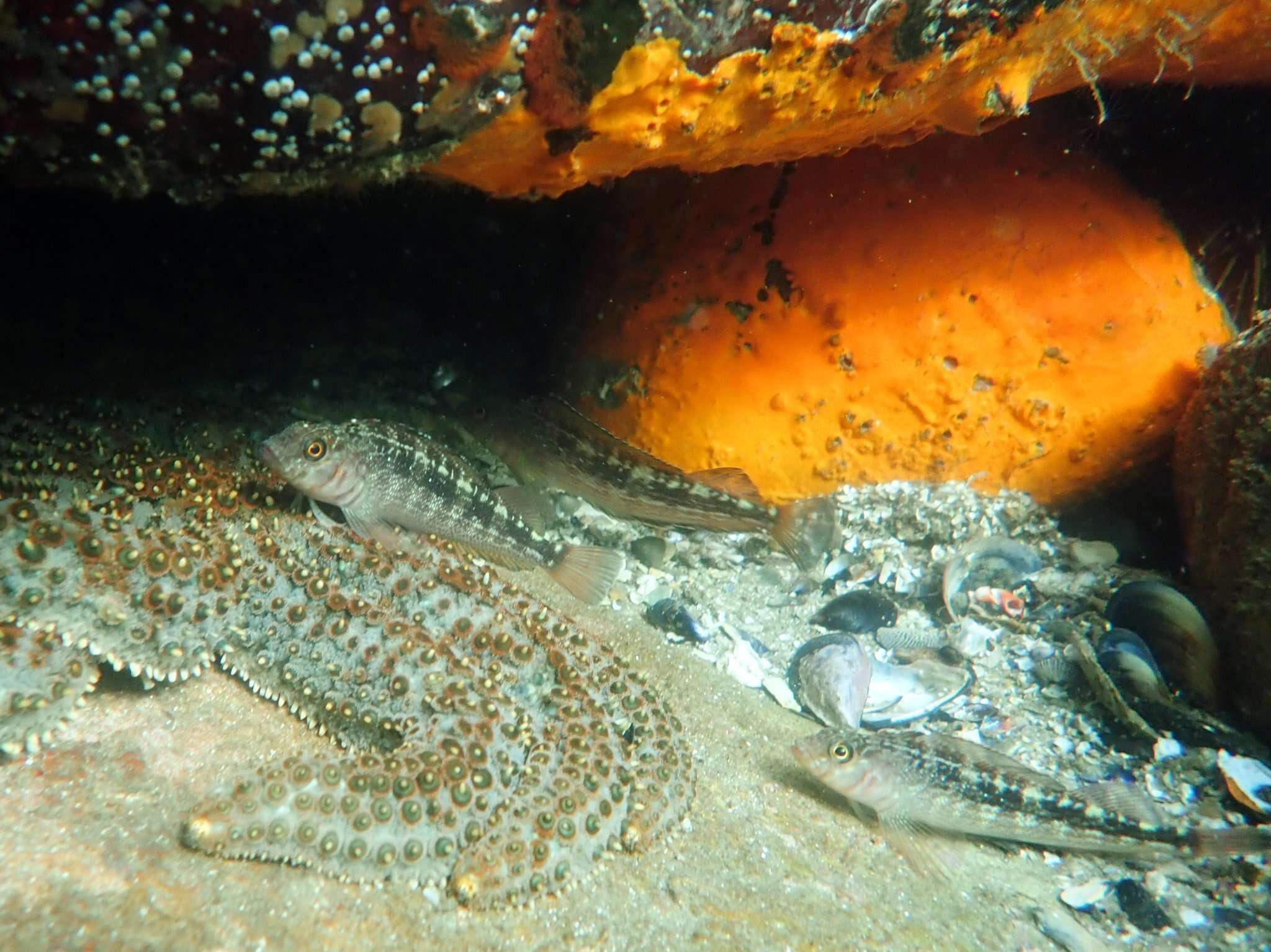 Image of Striped Triplefin