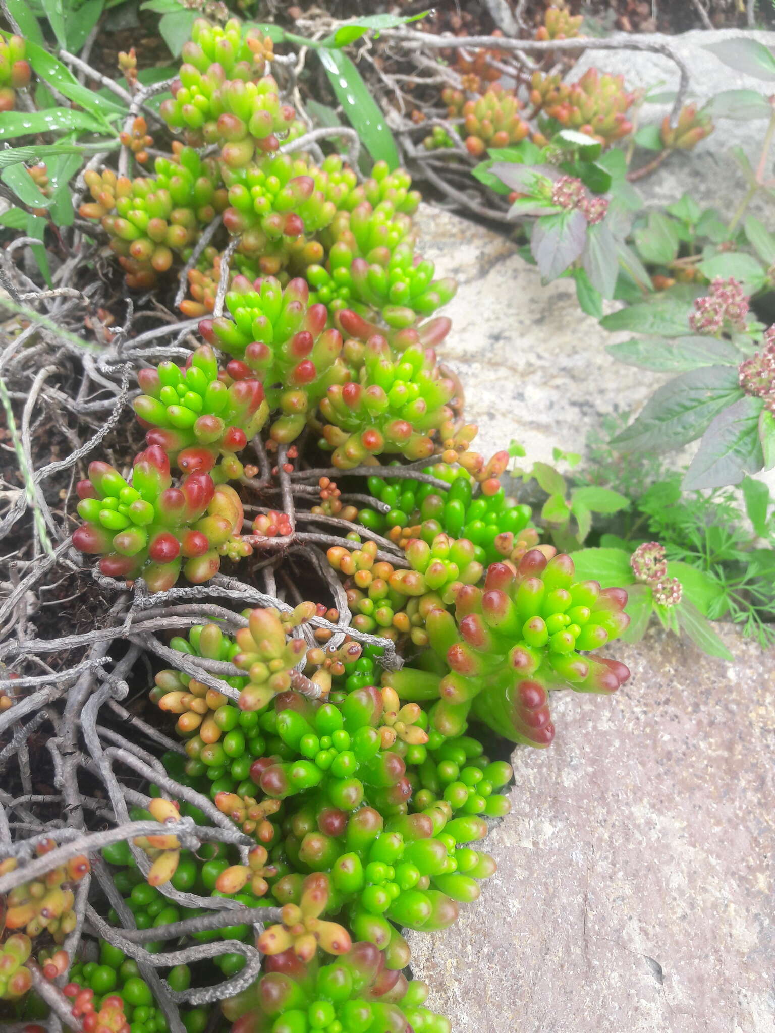 Sedum rubrotinctum R. T. Clausen resmi