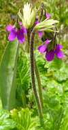 Image of Primula matthioli subsp. turkestanica (Losinsk.) Kovt.