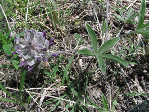 Image of subterranean Indian breadroot