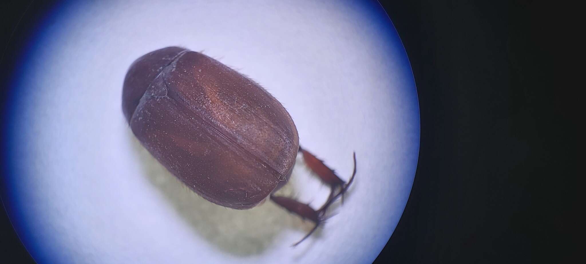 Image of Maladera (Cephaloserica) insanabilis (Brenske 1894)