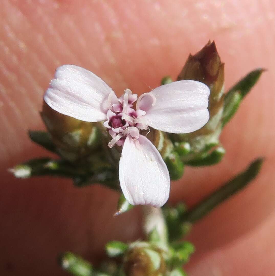 Image of Amphiglossa tomentosa (Thunb.) Harv.