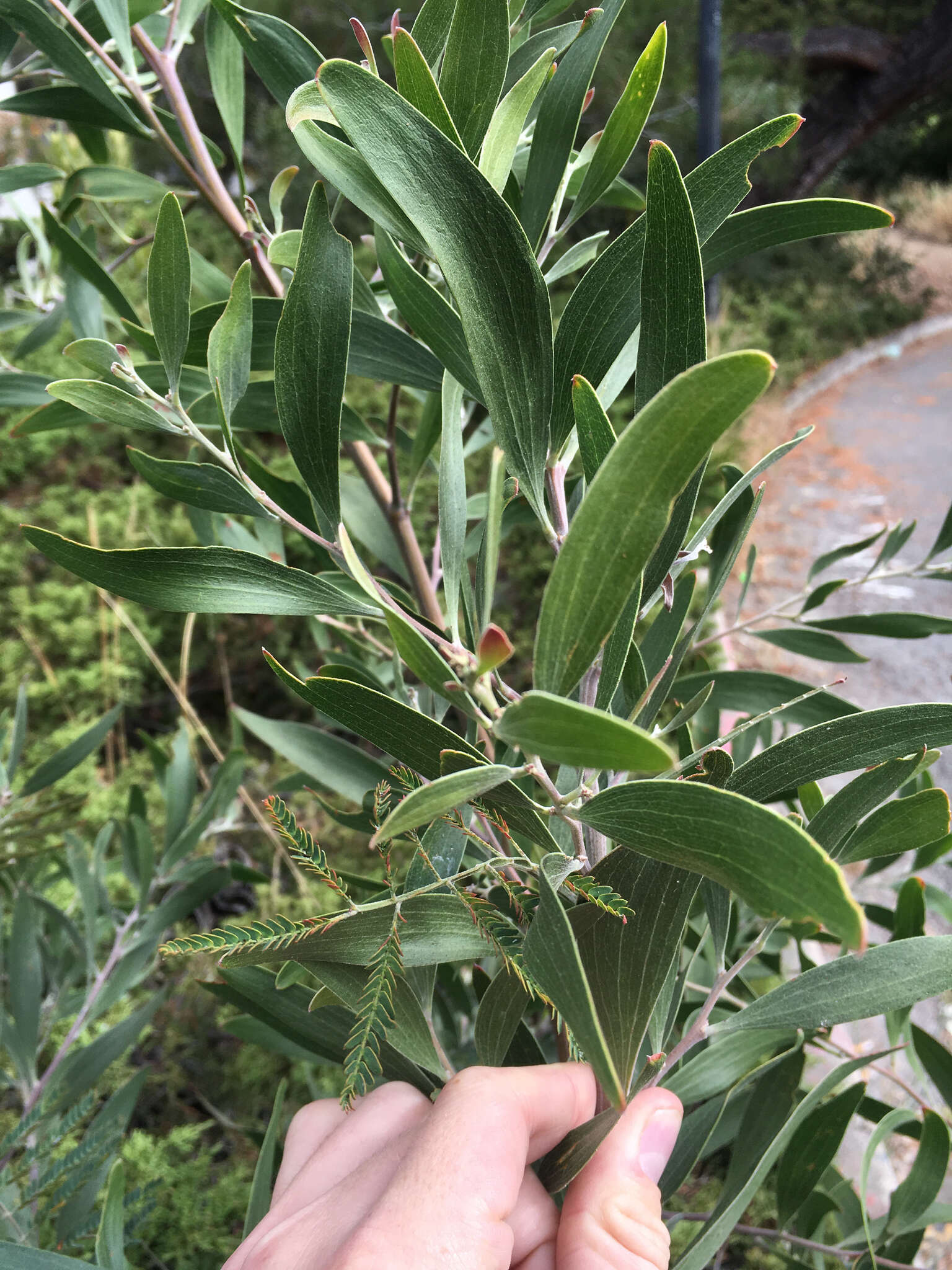 Sivun Acacia melanoxylon R. Br. kuva