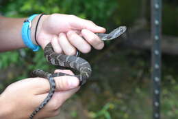 Image of Nerodia sipedon sipedon (Linnaeus 1758)