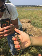 Image of Chinese mantis