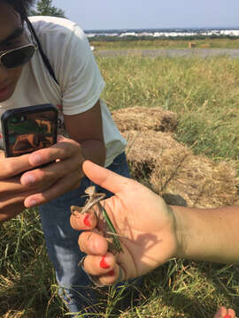 Image of Chinese mantis