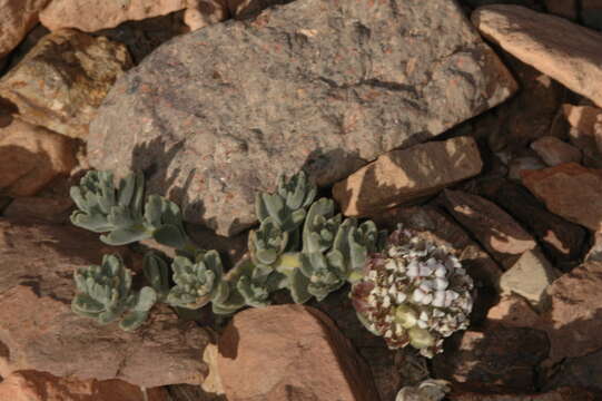 Image of Menonvillea cuneata (Gillies & Hook.) Rollins