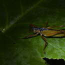 Image of Eubliastes adustus (Bolívar & I. 1881)