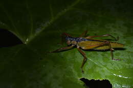 Image of Eubliastes adustus (Bolívar & I. 1881)