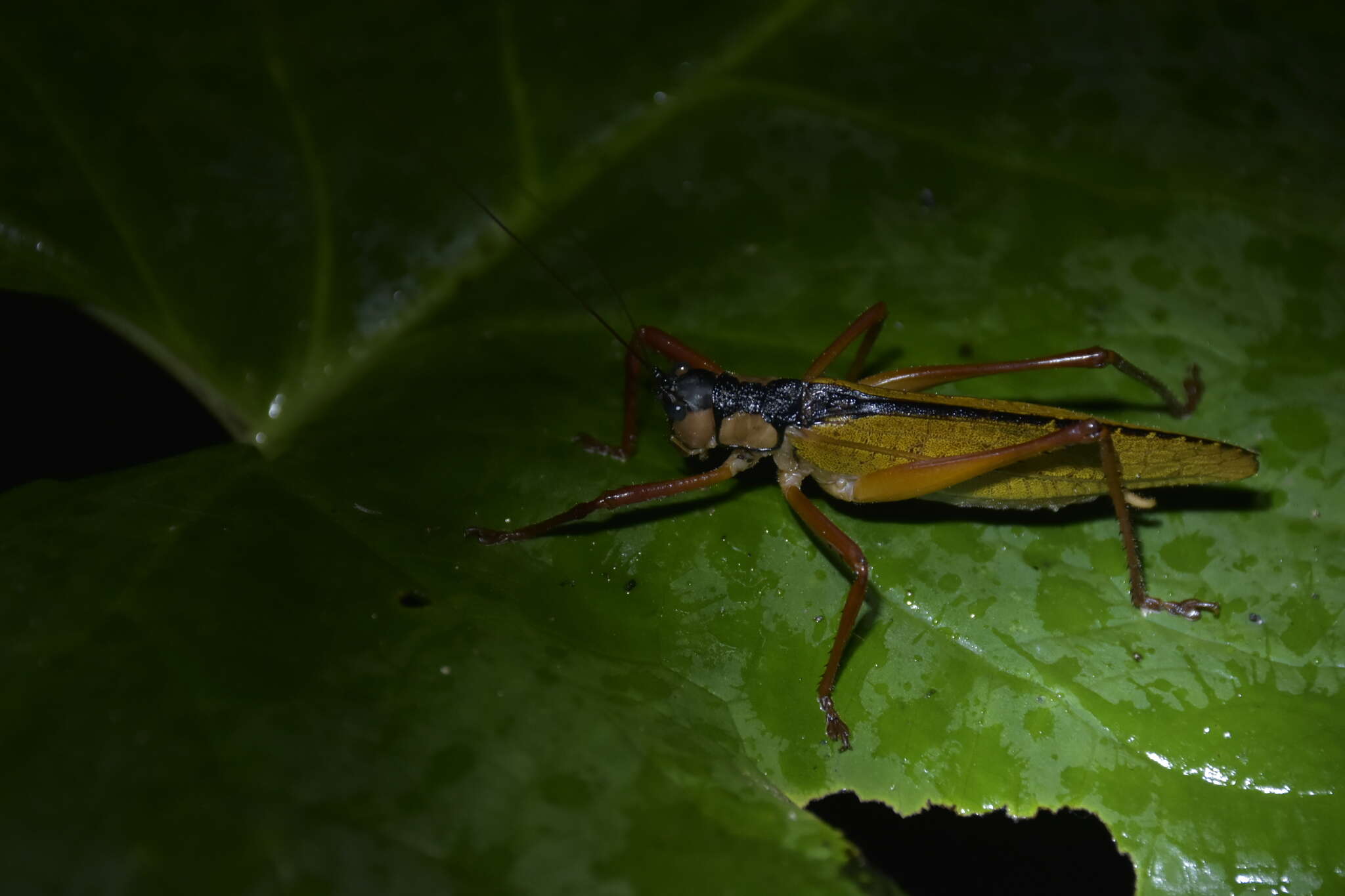 Image of Eubliastes adustus (Bolívar & I. 1881)