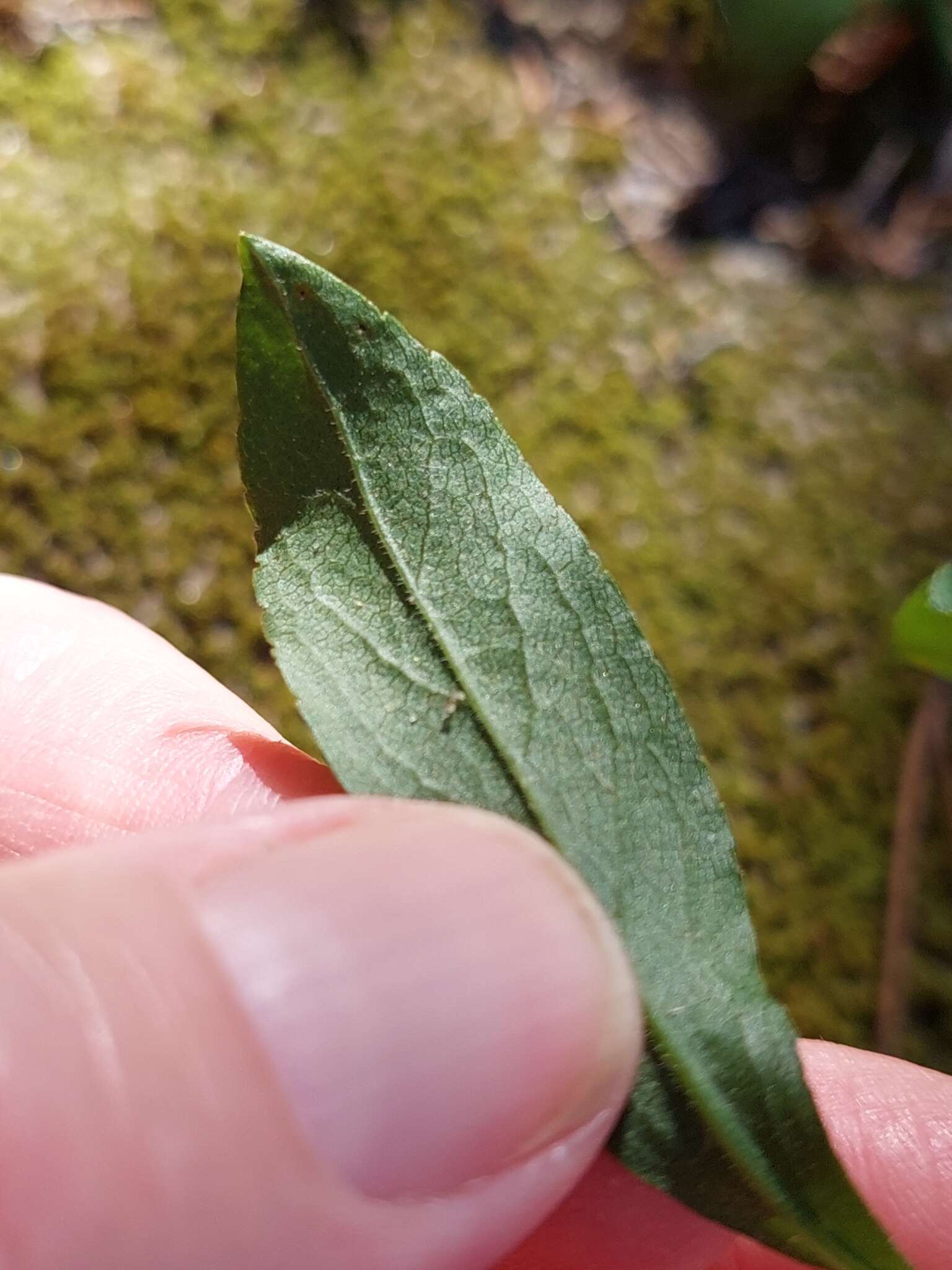 صورة Solidago hispida Muhl. ex Willd.