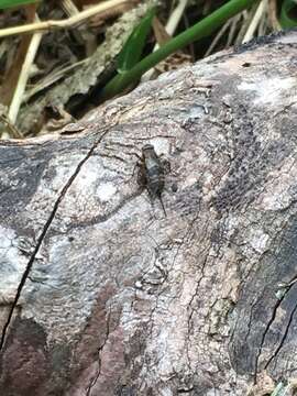 Image of Spotted Ground Cricket