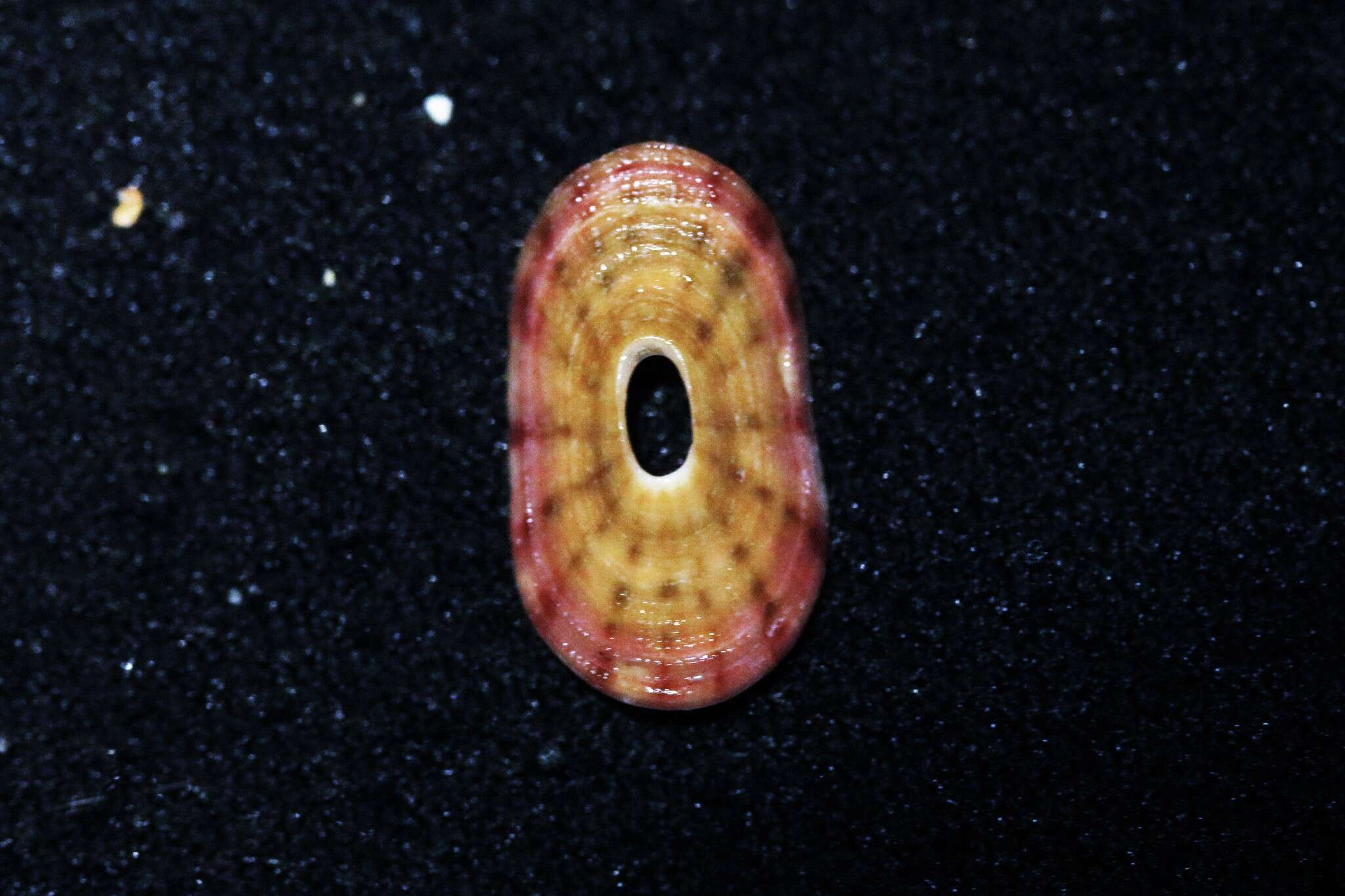 Image of Amblychilepas nigrita (G. B. Sowerby I 1835)