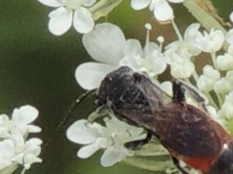 Image de Sphecodes heraclei Robertson 1897