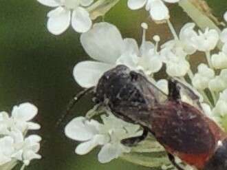 Image of Sphecodes heraclei Robertson 1897