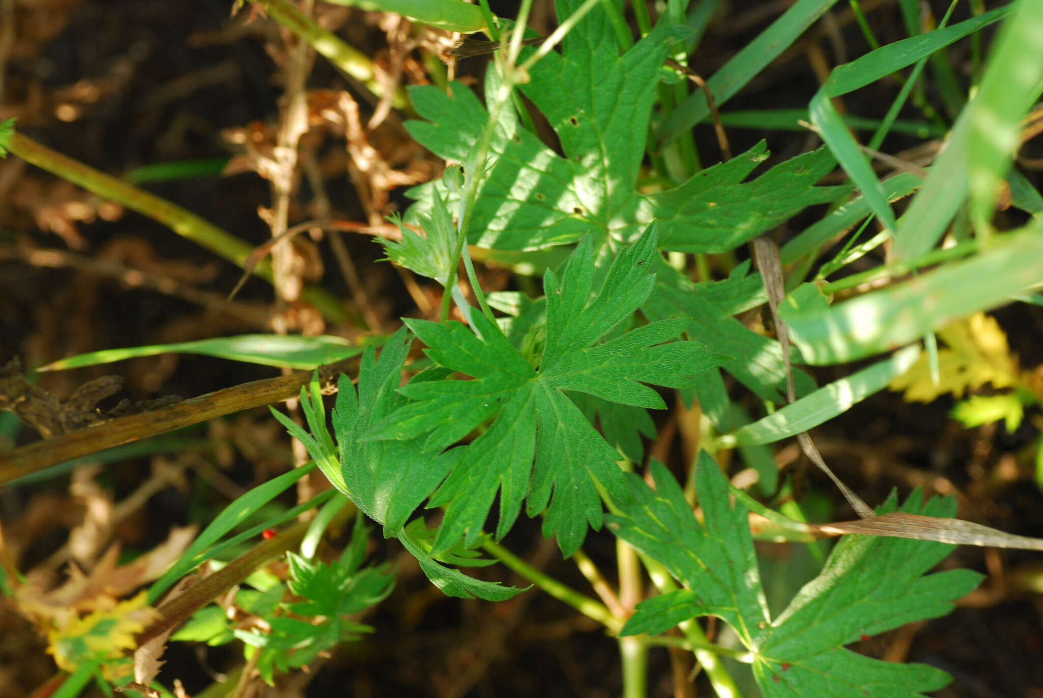 Image of Geranium collinum Stephan ex Willd.