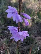 Image of fragrant bugle-lily