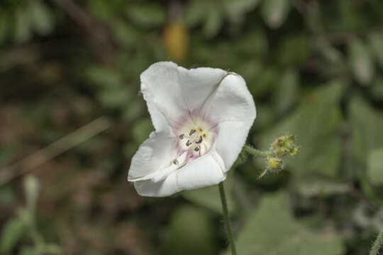 Imagem de Convolvulus betonicifolius Miller