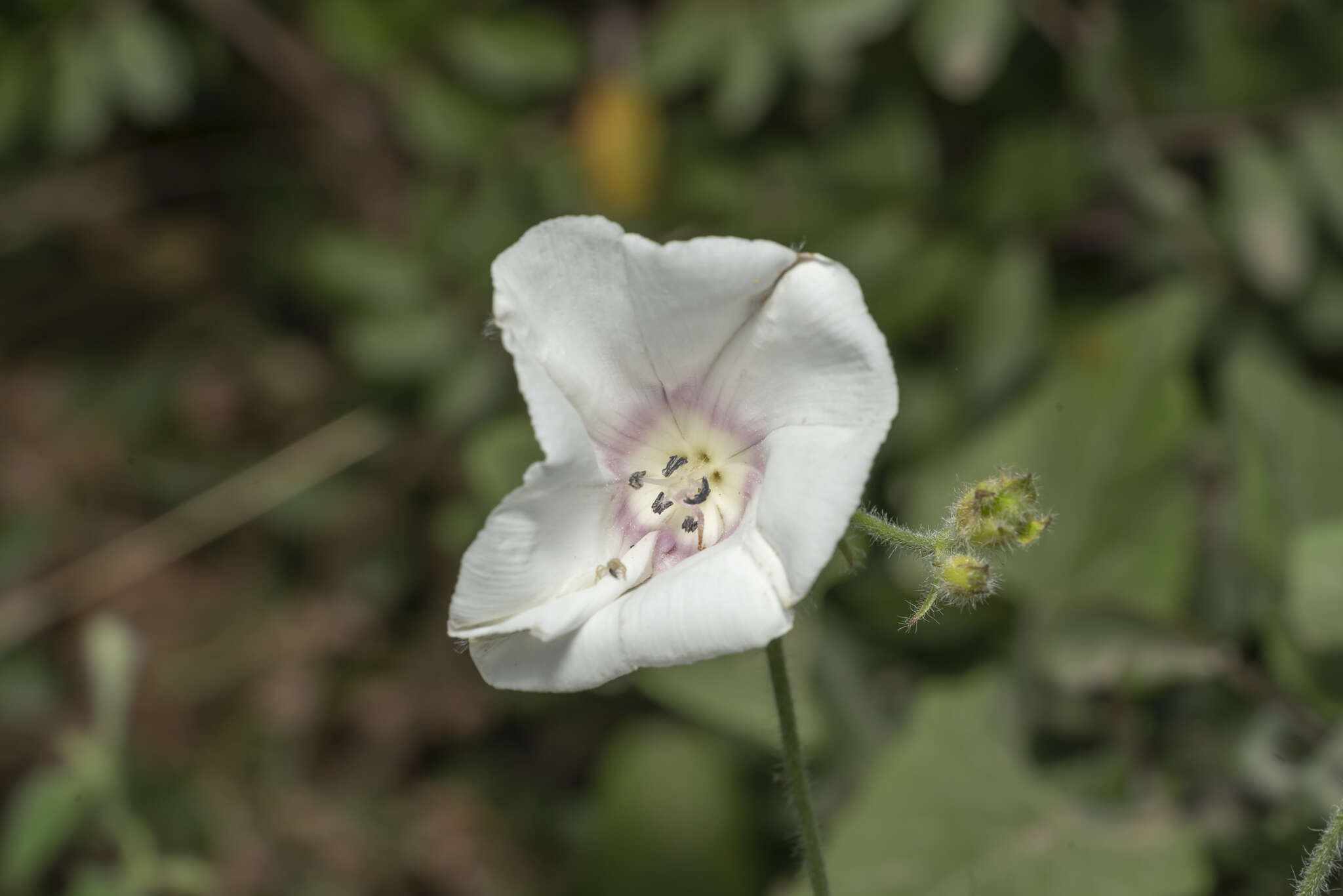 Image de Convolvulus betonicifolius Miller