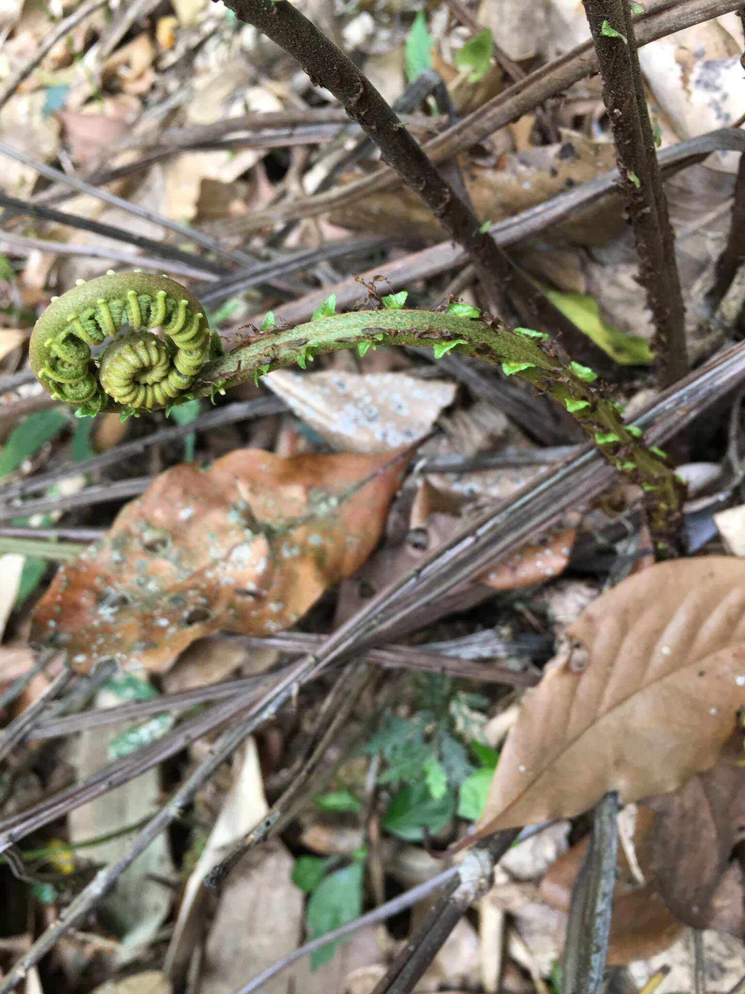 Sivun Sphaerostephanos taiwanensis (C. Chr.) Holtt. ex Kuo kuva