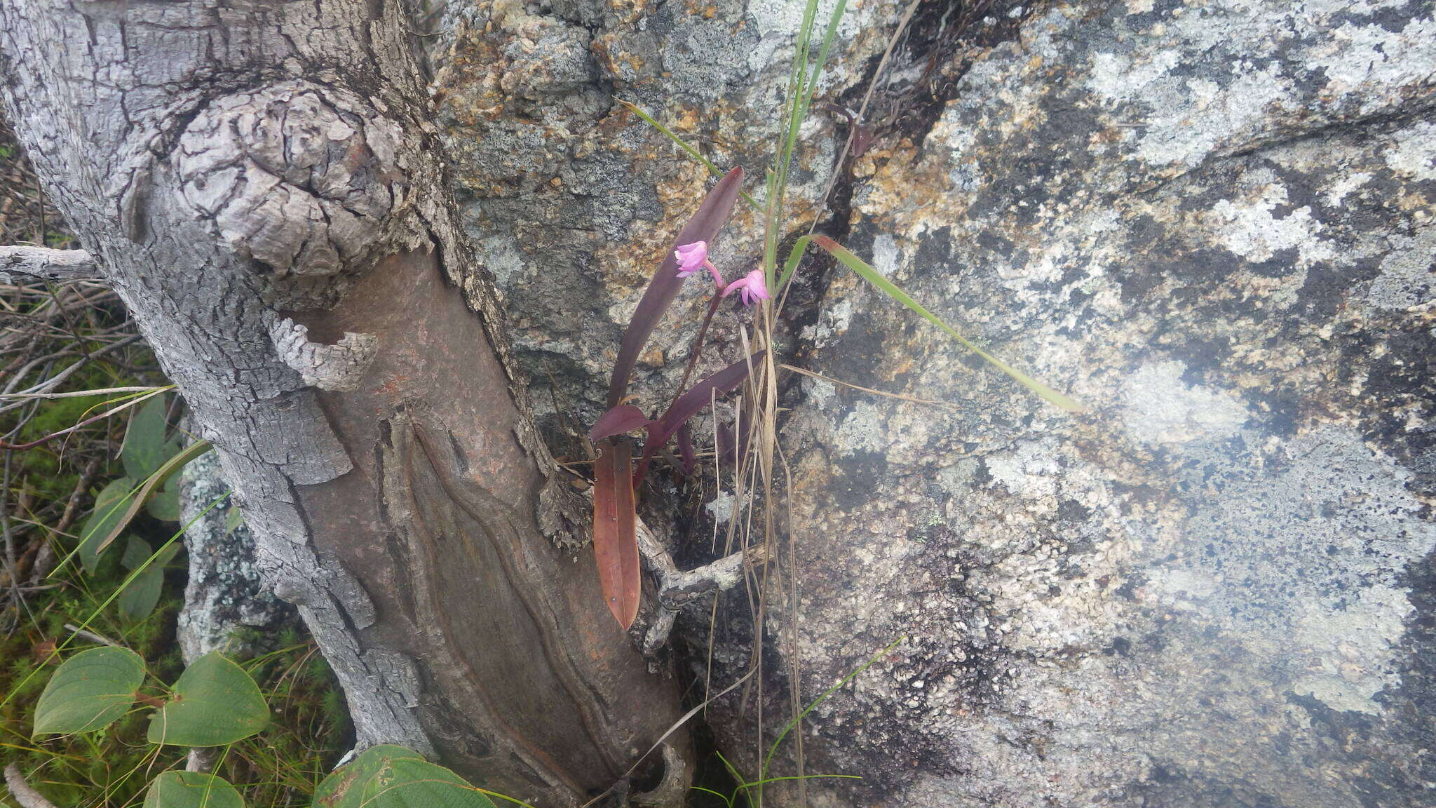 Polystachya perrieri Schltr. resmi