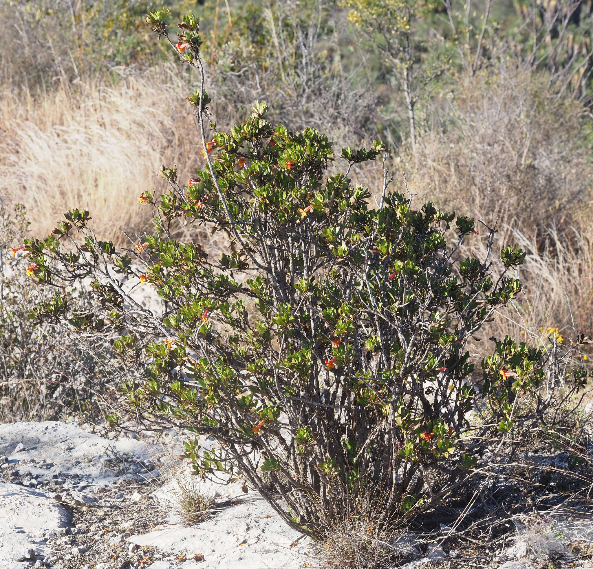 Image of Hemichaena levigata (Robins. & Greenm.) Thieret