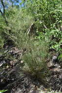 Plancia ëd Muhlenbergia dumosa Scribn. ex Vasey