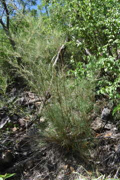 Image of bamboo muhly