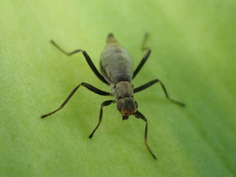 Plancia ëd Calycopteryx