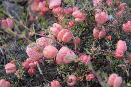 Image of Harfordia macroptera Greene & Parry