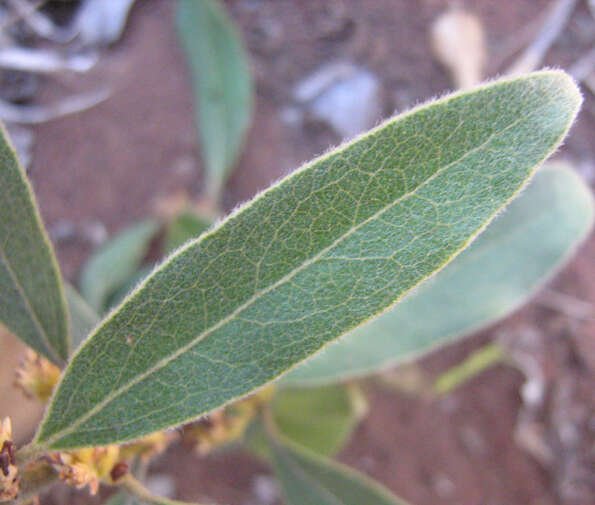 Sivun Euclea natalensis subsp. angustifolia F. White kuva