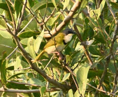 Image of Rudd's Apalis