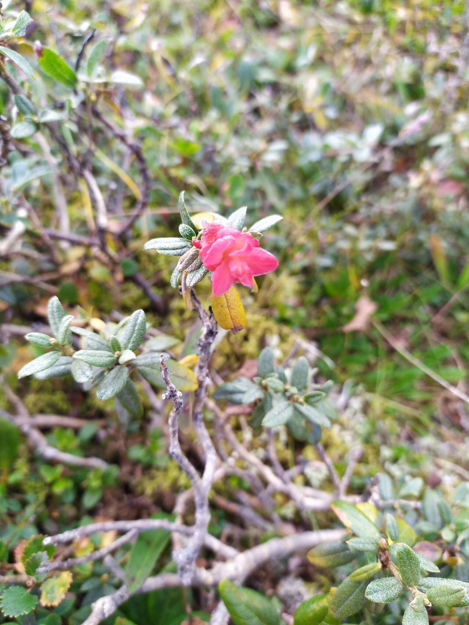 Imagem de Rhododendron adamsii Rehder