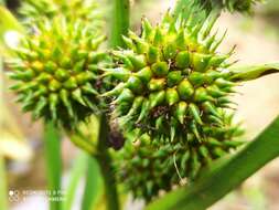 Image de Sparganium erectum subsp. neglectum (Beeby) K. Richt.