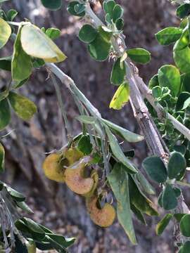 Image of Medicago arborea subsp. arborea