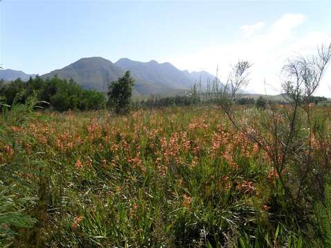 Imagem de Watsonia meriana var. meriana