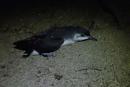 Image of Puffinus assimilis haurakiensis Fleming, CA & Serventy 1943