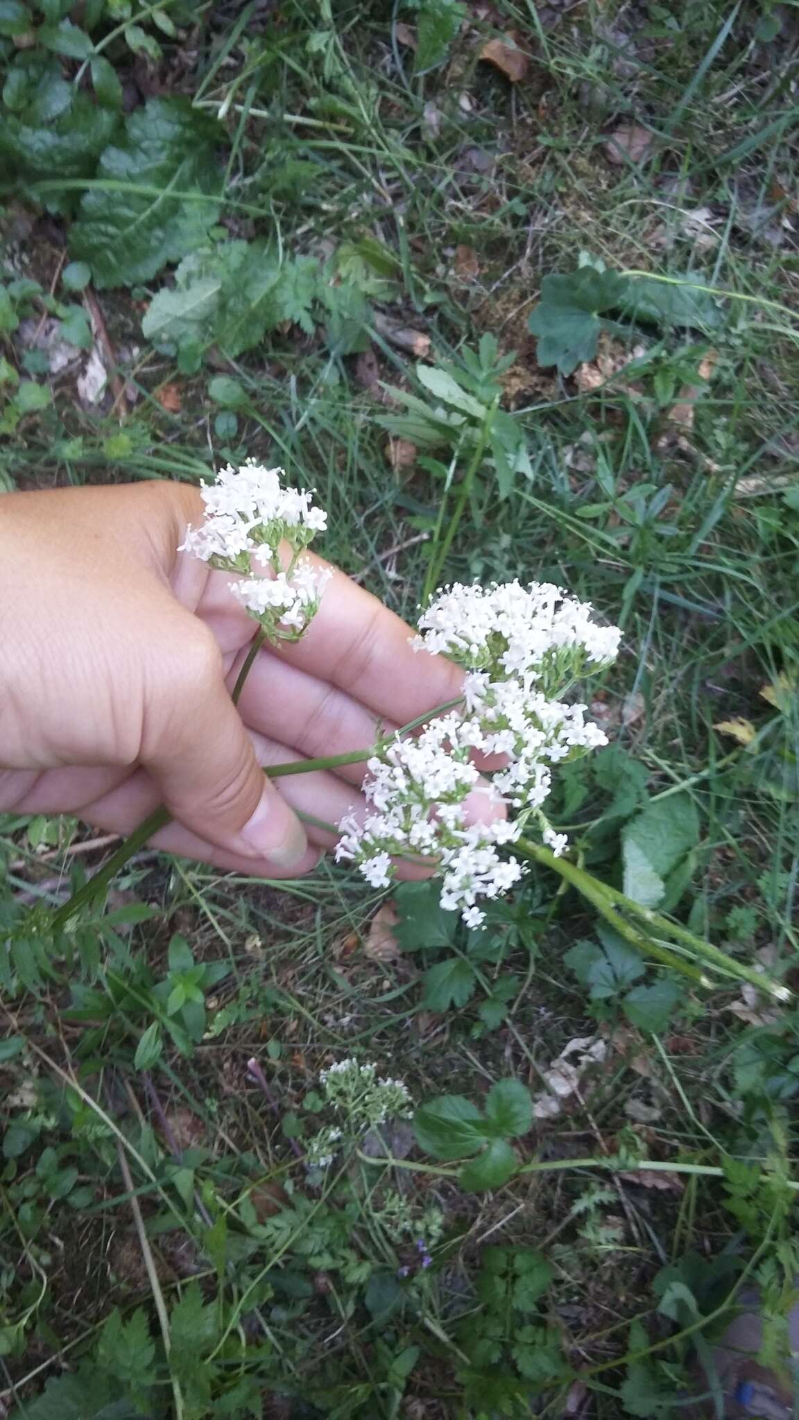 Image of Valeriana grossheimii Vorosh.