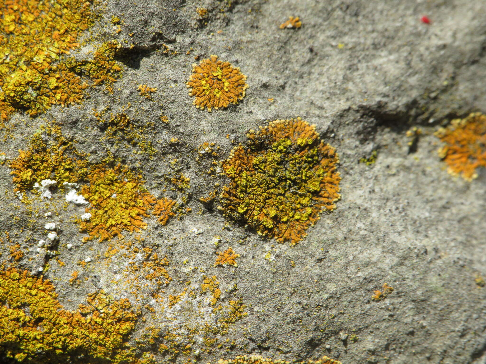 Image of orange lichen