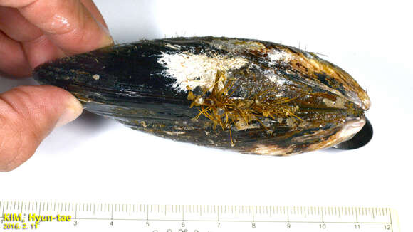 Image of Blue mussel