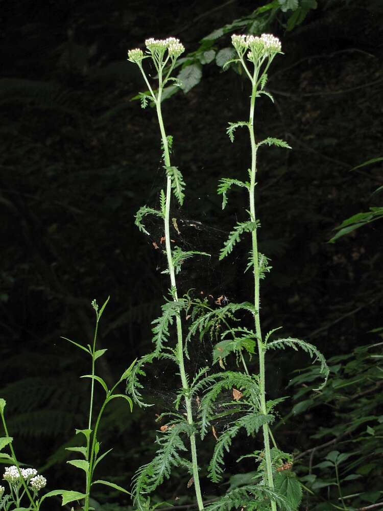 Achillea distans Waldst. & Kit. ex Willd.的圖片