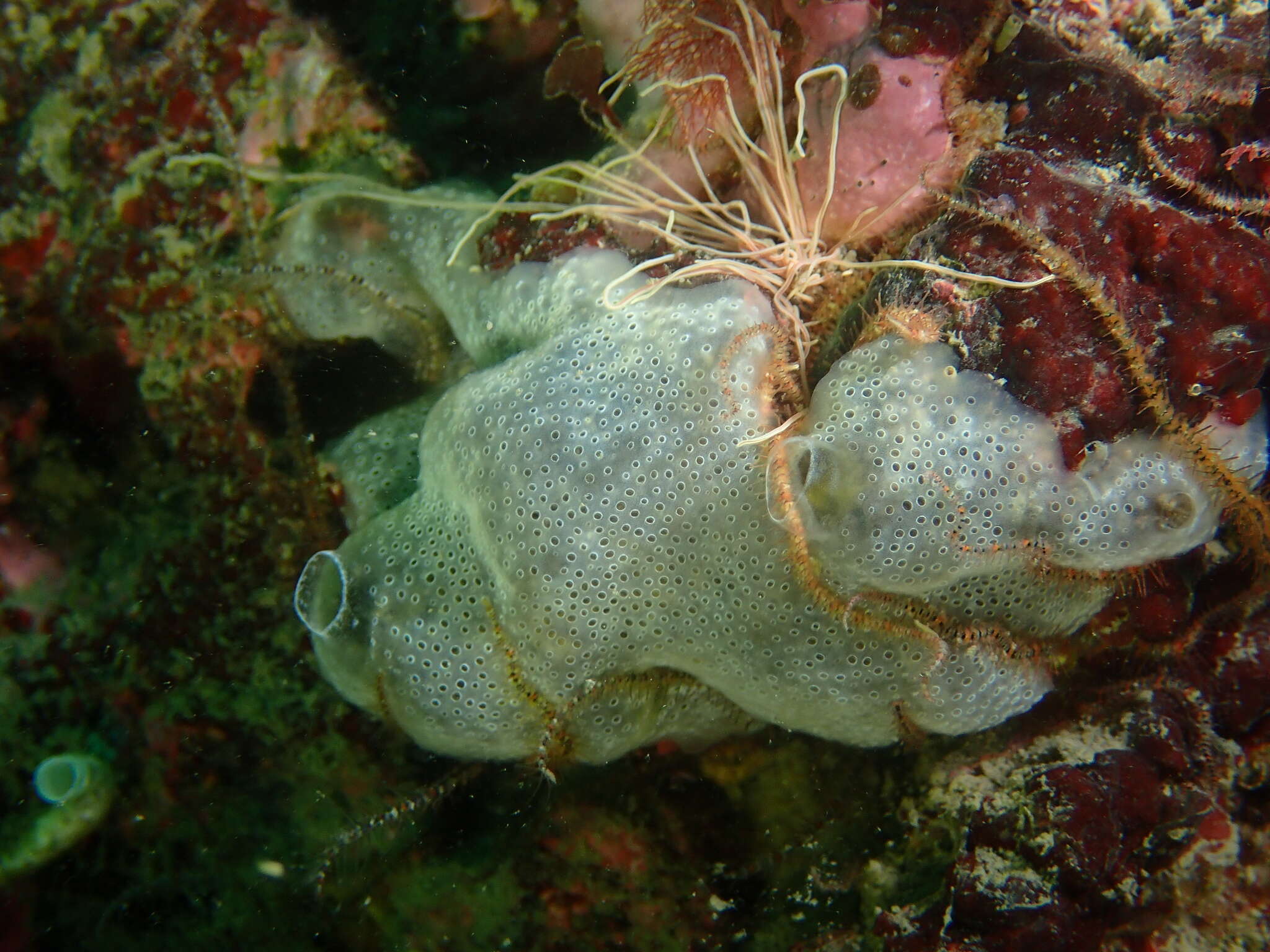 Image of Diplosoma spongiforme (Giard 1872)