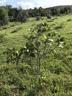 Image of Daphnopsis racemosa Griseb.