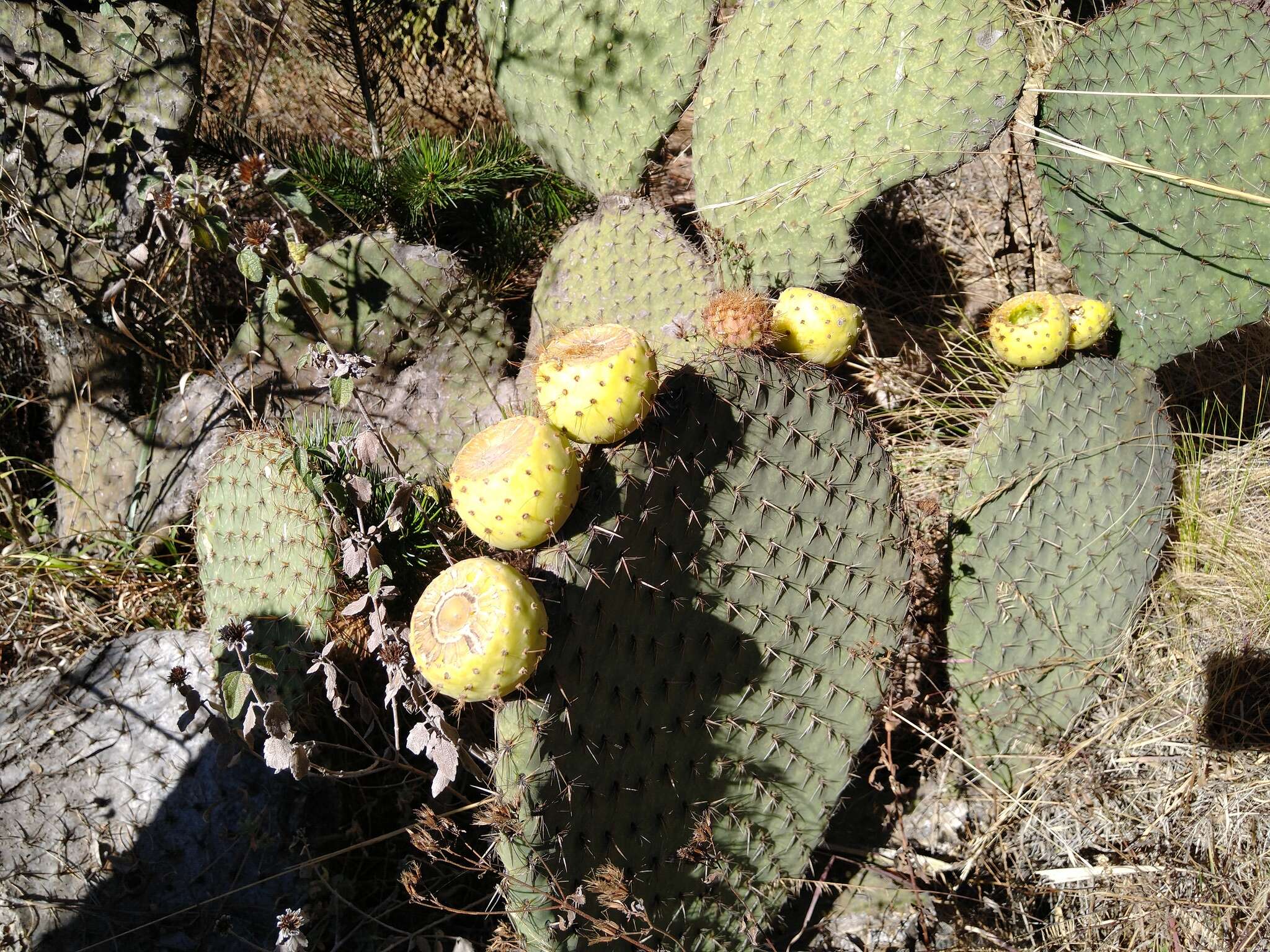 Image of Opuntia huajuapensis Bravo