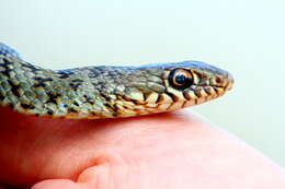 Image de Dolichophis jugularis (Linnaeus 1758)